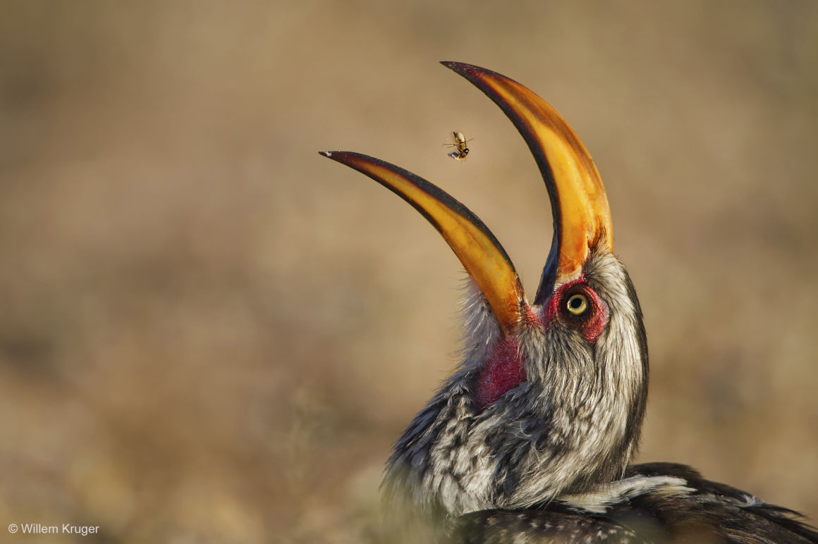 Termeszt fogyaszt egy sárga szarvascsőrű madár Dél-Afrikában - Willem Kruger 